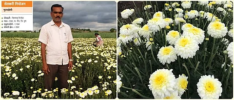Attractive growth of Shewanti flowers in Vinayak Shitole's field