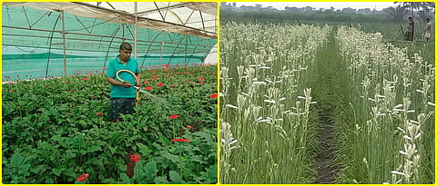 सचिन शिर्के यांची जरबेरा आणि निशिगंध लागवड