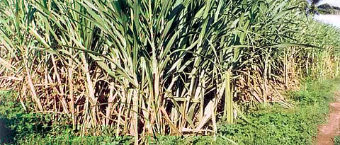 Sugarcane
