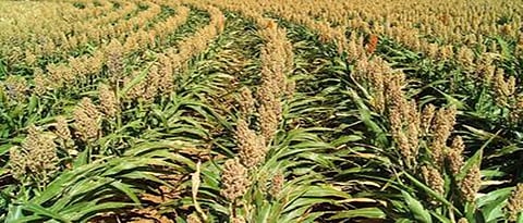 फवारणी, मातीतून सूक्ष्म अन्नद्रव्यांचा वापर