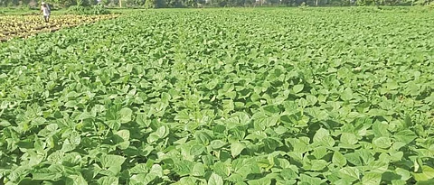 Summer Soybean