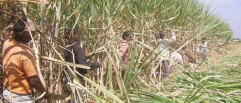 Sugarcane Harvesting