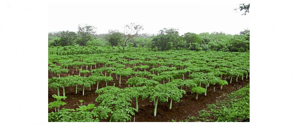 सुरण लागवड