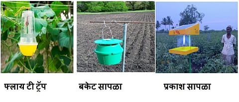feromon traps for integrated pest managementq