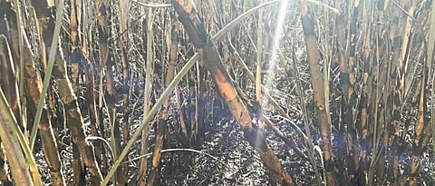 Of power lines in Akole Budruk The friction burned four acres of sugarcane