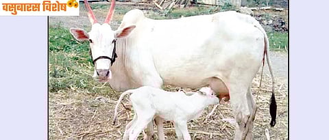 Breeding of purebred cattle is a need of the hour.