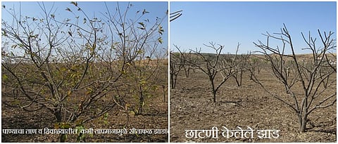 सीताफळातील बहार व्यवस्थापन