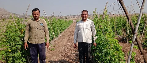 -टोमॅटोच्या प्लॅाटमध्ये उजवीकडून चेतन व चिदानंद हे विभूते बंधू.