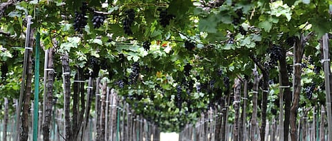 महेंद्र भोर यांची द्राक्षबाग.