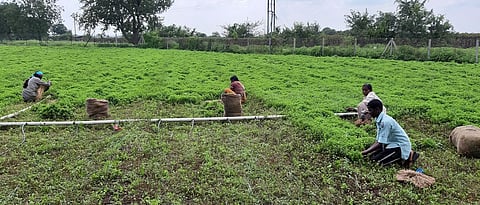 करंजकर यांची पुदिना शेती