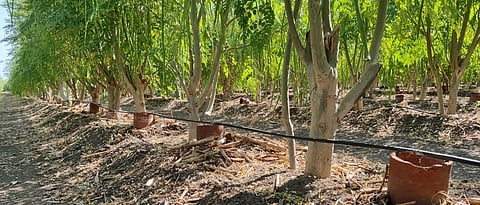 Moringa Production