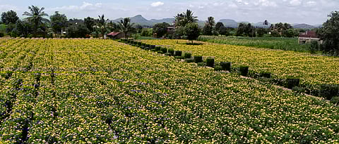 झेंडूच्या शेतीचा आकर्षक प्लॉट.