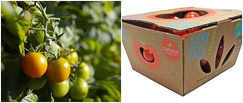 शाश्वत टोमॅटो उत्पादनासाठी प्रयत्न