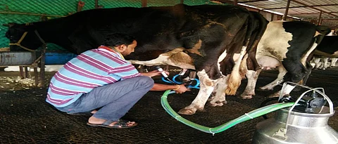 पावसाळ्यातील जनावरांचे व्यवस्थापन
