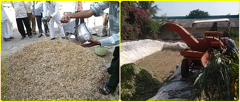 चारा टंचाईच्या काळातील पशुआहार व्यवस्थापन