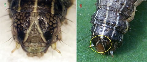 राज्यात ‘स्पोडोप्टेरा’च्या नव्या जातीचा धोका