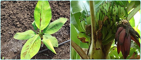 Banana Orchard Management