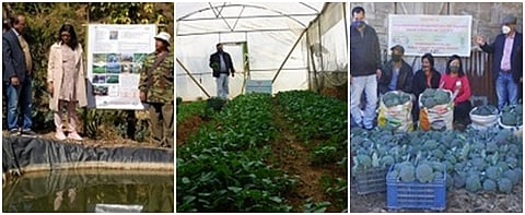 आधुनिक तंत्रातून ब्रोकोली उत्पादनात मिळवली वाढ