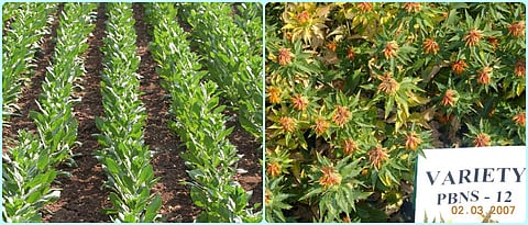 खत, पाणी व्यवस्थापनातून वाढवा करडई उत्पादन