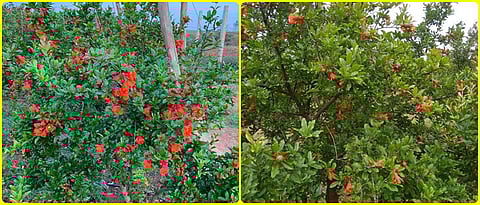 डाळिंब पिकातील बहारनिहाय नियोजन