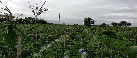 टोमॅटोतील विषाणूजन्य रोगांचे एकात्मिक व्यवस्थापन