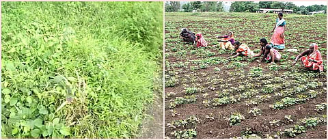 निर्मितीनंतर तणनाशकाचा शेतकऱ्यांपर्यंतचा प्रवास