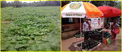 Ramakant selling watermelons directly at the stall under 'Vikel to Pickel'.