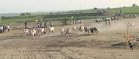 Bullock carts ran for the first time in Konkan after the ban was lifted