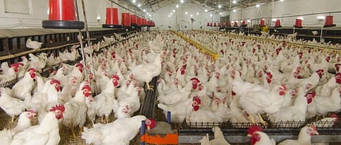 Poultry Smallholder trader Problems