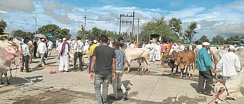 चाकणच्या जनावरांच्या बाजारात ७० लाखांची उलाढाल