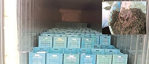 Earthworm exports from India for the first time!