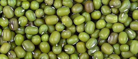 Decrease in production of urad, muga