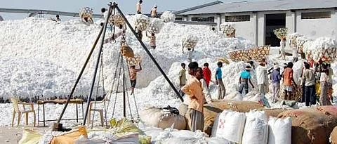 cotton procurement