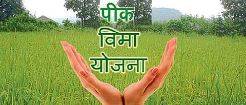 पीकविमा काढण्याची मुदत उद्या संपणार  Crop insurance removal Deadline expires tomorrow
