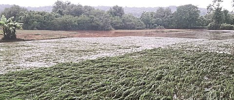 Thousands of hectares of paddy fields in Ratnagiri affected by floods