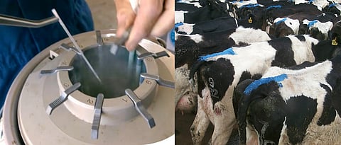 Artificial Insemination in animals