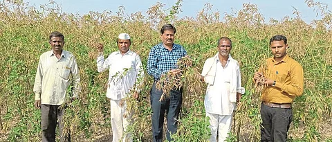 A new variety of ‘Godavari’ trumpet developed