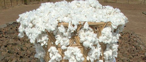 Cotton Market