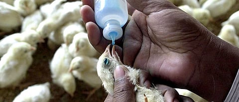 Vaccination of chickens should be done only on the advice of an expert.