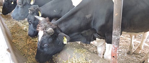 Milch animals should be fed with mineral mixture daily.