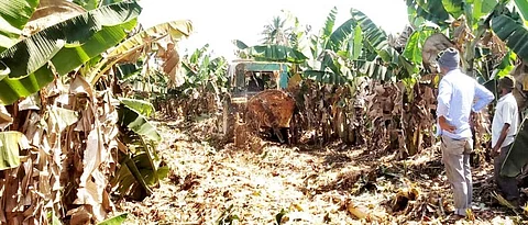 Big decline in banana cultivation