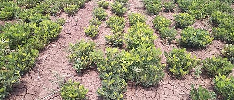 भुईमूग काढणी अंतिम टप्प्यात, बाजार बंदमुळे विक्रीचा प्रश्न Groundnut harvesting in final stage, Question of sale due to market closure