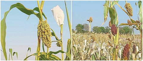 Rabbi developed sorghum hurdha varieties
