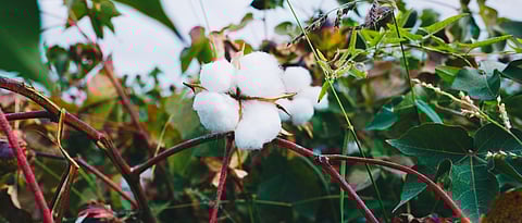 Cotton Area Estimated to Grow by 10 to 15 Percent