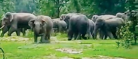 Conspiracy to take Gadchiroli's elephants to Gujarat