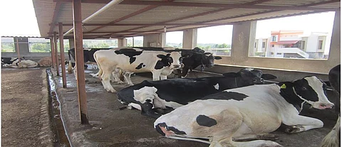 Nandurbar: Appeal to submit application for the scheme of Animal Husbandry Department