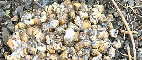 Outbreak of conch snail in soybean in Osmanabad district