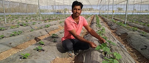 शेडनेटमधील काकडी लागवड दाखविताना तानाजी शिंगाडे