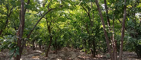 तीन एकरांवरील सीताफळ बाग.