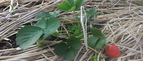 The 'QR code' is for strawberries New identity in the market